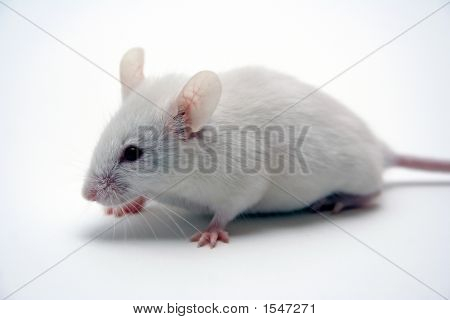 Myš