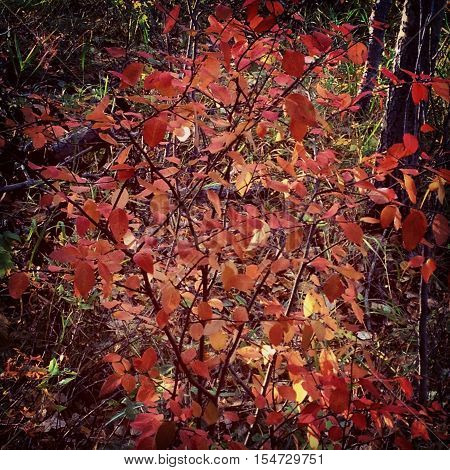 Autumn tree close up. Red leaves. Blurred and lighting effects.