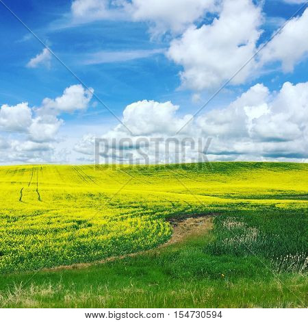 Bright yellow canola farm field with blue sky and white clouds background.