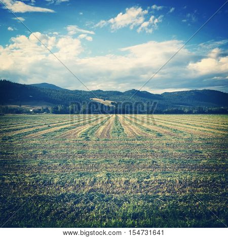 Farm field in summer with mountains and trees in background.  Blue sky with white clouds. Instagram effects.