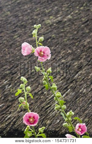 Blossom Common Hollyhock Alcea Rosea close-up  selective focus shallow DOF
