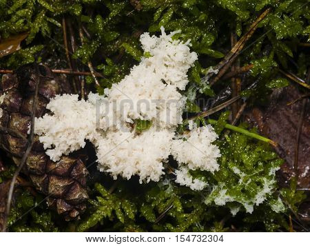 White slime mold in moss close-up selective focus shallow DOF