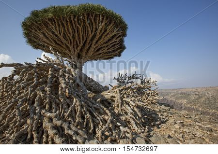 Dragon Blood Tree, Dracaena Cinnabari