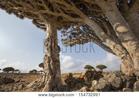 Dragon Blood Tree, Dracaena Cinnabari