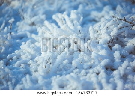 Strong icy grass with ice crystals of snowflakes