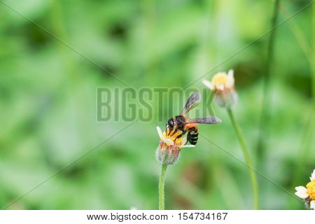 Bee on white flower collecting pollen suck nectar