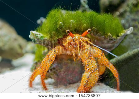 colorful Hermit crab in the aquarium close-up