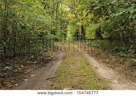 The photo shows a dirt forest road. It leads through a deciduous forest. It's summer, the trees are green leaves.