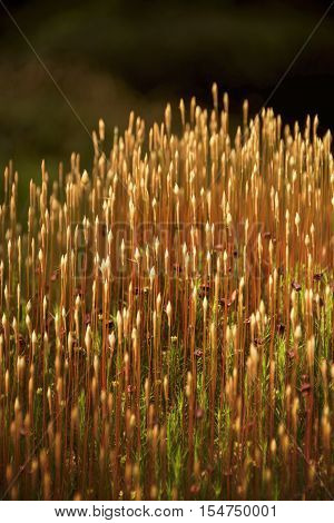 Moss spore capsules catching the golden hour light, beautiful