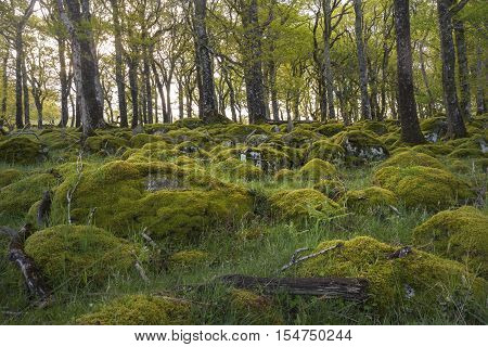 Stones covered with moss in vibrant green forest