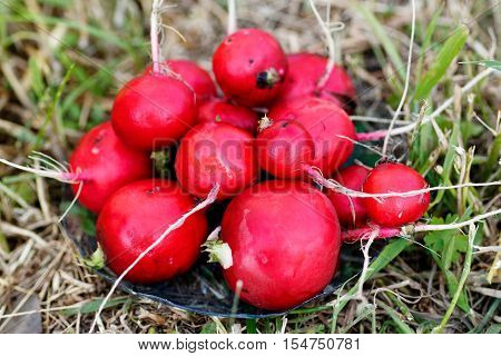heap of ripe radishes on green grass