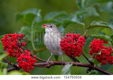 the grey Warbler bird eats the ripe red berries of elderberry in the summer garden