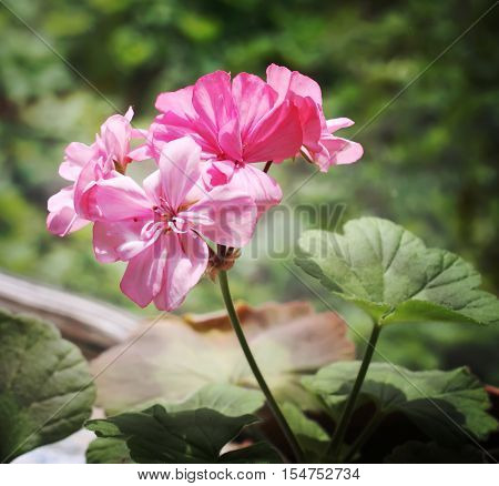 Heranium Bloomung Pink Flowers Close Up Outdoors