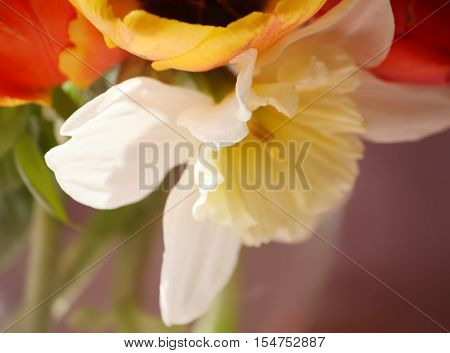 Yellow Narcissus Flower In The Spring Garden