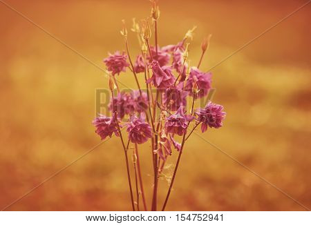 Blue Flower Of European Columbine. Aquilegia Vulgaris. Close Up.