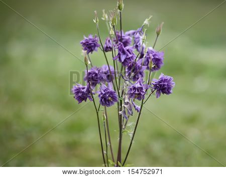 Blue flower of European columbine. Aquilegia vulgaris. Close up.