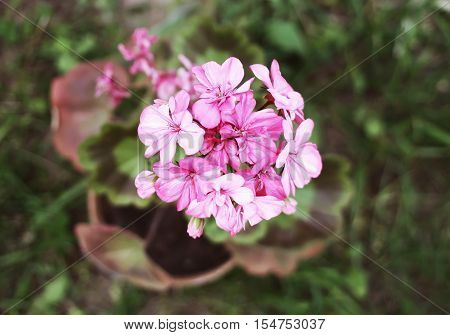 Heranium Bloomung Pink Flowers Close Up Outdoors
