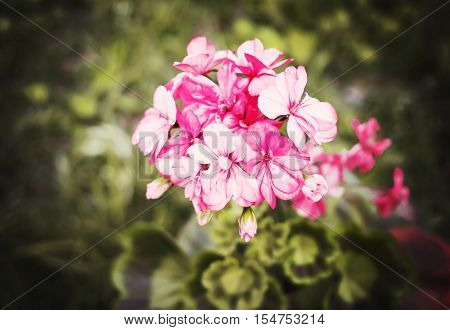 Heranium Bloomung Pink Flowers Close Up Outdoors