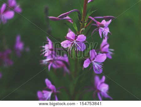 Blooming sally flowers. Epilobium angustifolium Epilobium flower Purple Alpine Fireweed.