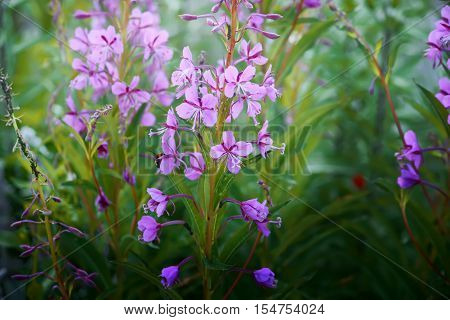 Blooming sally flowers. Epilobium angustifolium Epilobium flower Purple Alpine Fireweed.