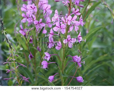 Blooming sally flowers. Epilobium angustifolium Epilobium flower Purple Alpine Fireweed.