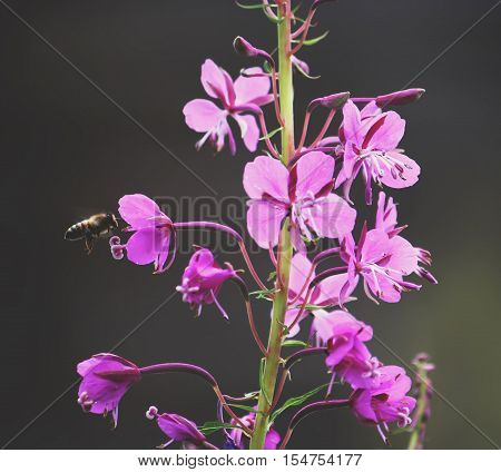Blooming sally flowers. Epilobium angustifolium Epilobium flower Purple Alpine Fireweed.