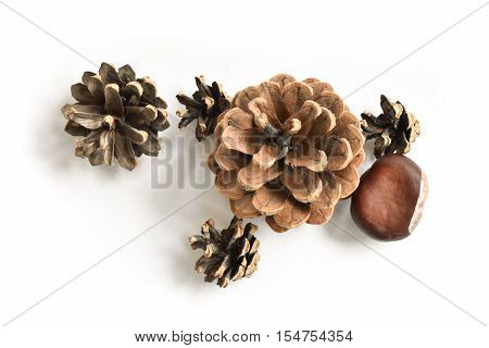 Pine cones and a chestnut isolated on white background