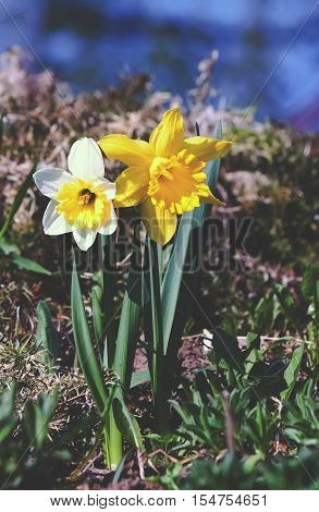 Yellow narcissus flower in the spring garden