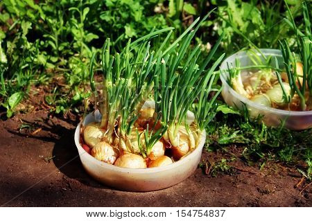Green onions growing in the palte outdoors