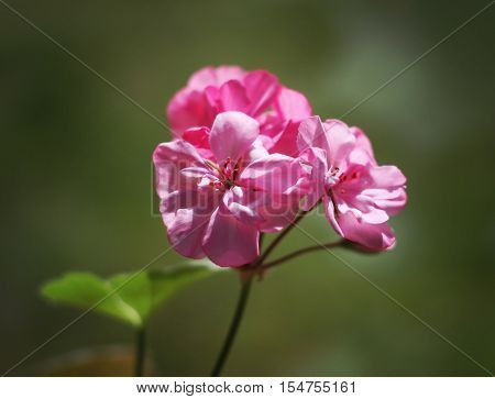 Heranium blooming pink flowers close up outdoors