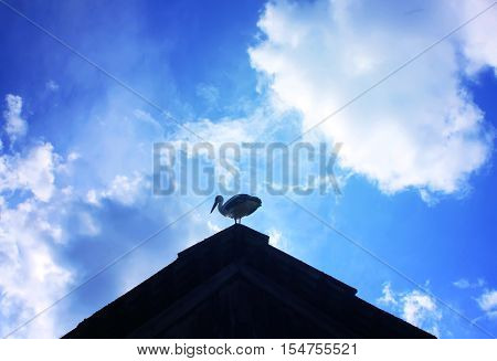 White stork on the roof of a house