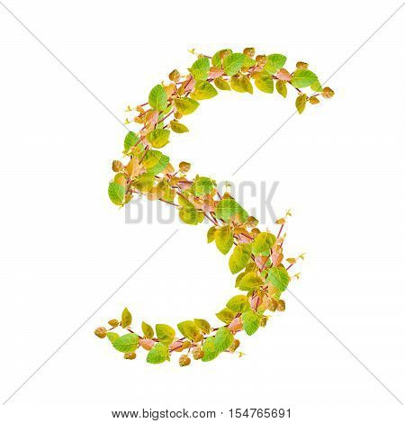 Number 5 alphabet of green leaves on white
