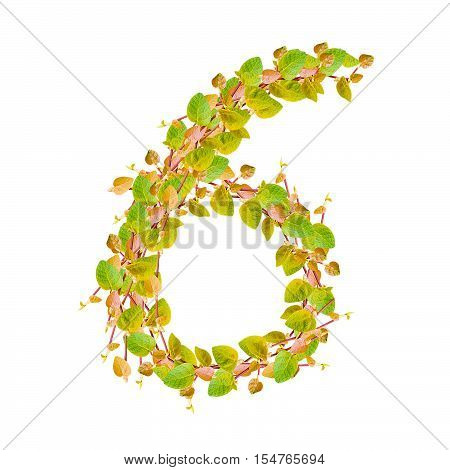Number 6 alphabet of green leaves on white
