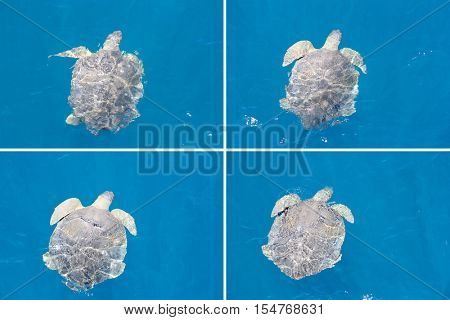 Turtle floating by in slipstream of boat at Hervey Bay Montage