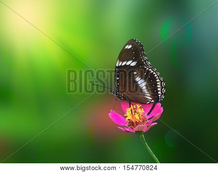Dreamy butterfly in jungle with beautiful light