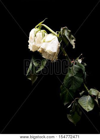 Wilted White Roses Isolated On Black