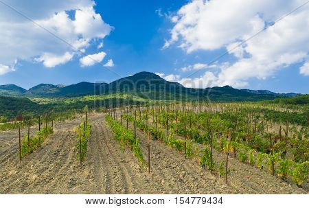 Mountains and vineyard - Crimean landscape near Gurzuf resort at fall season.