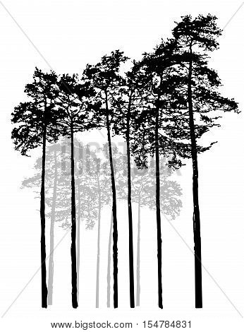 Realistic Relic black white pine forest. Monochrome isolated pine forest. Ship pines.