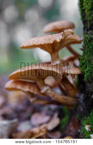 Honey fungus (Armillaria mellea) mushroom in a forest