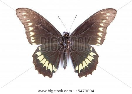 Black Green And Yellow Butterfly Battus Polydamas Isolated