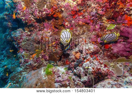 Pair Of Butterfly Fishes In Coral Reef, Maldives