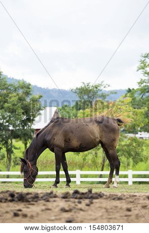 Horse standing alone in the farm with country home in background