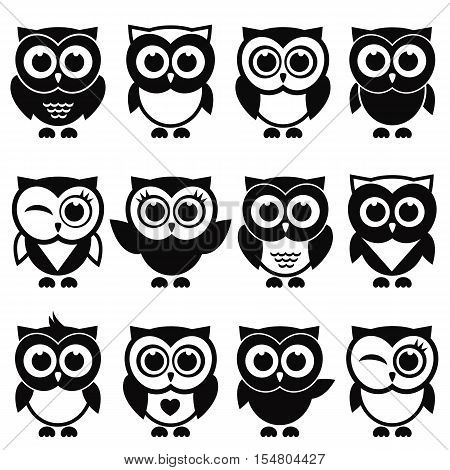 Funny black and white owls and owlets