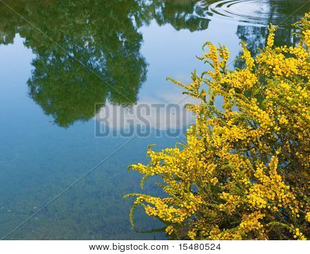 Australske Acacia