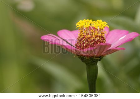 Purple zinnia with yellow pollen in the garden