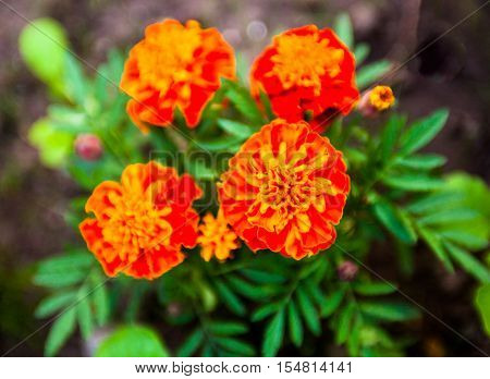 Flowers Tagetes (marigold) of the bright orange colour in bloom.