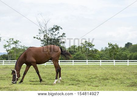Horse eating grass in field with fence of farm on background