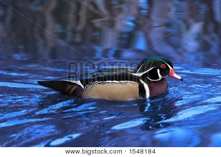 Pato joyuyo