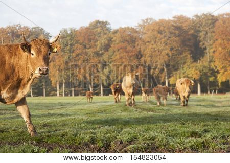 limousin cows in dutch meadow before autumn forest in warm morning light on utrechtse heuvelrug near Doorn