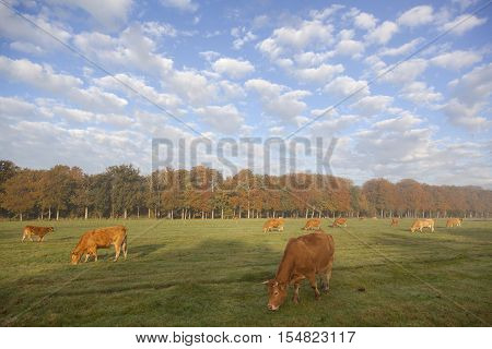 limousin cows in dutch meadow before autumn forest in warm morning light on utrechtse heuvelrug near Doorn